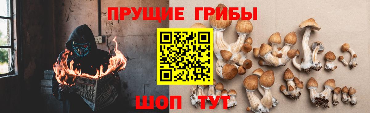 Псилоцибиновые грибы мицелий  Псилоцибиновые грибы Psilocybine cubensis  Ипатово  Вход с VPN 
